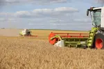 <em class="placeholder">Moisson des céréales. Moissonneuses-batteuses Claas dans une parcelle d&#039;orge dans la plaine céréalière de la Marne. chantier de récolte des orges avec des rendements ...</em>