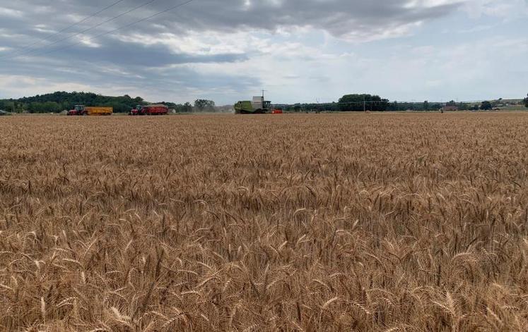 La campagne céréalière 2020 est très décevante en Auvergne.