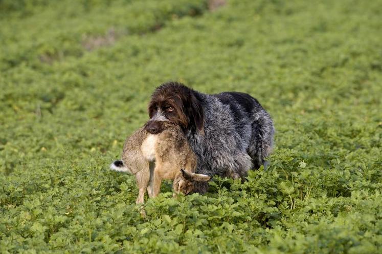 La chasse du sanglier dès le 15 août, quelles modalités ? - Terres et  Territoires