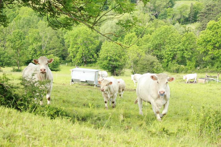 Troupeau charolaises au pré