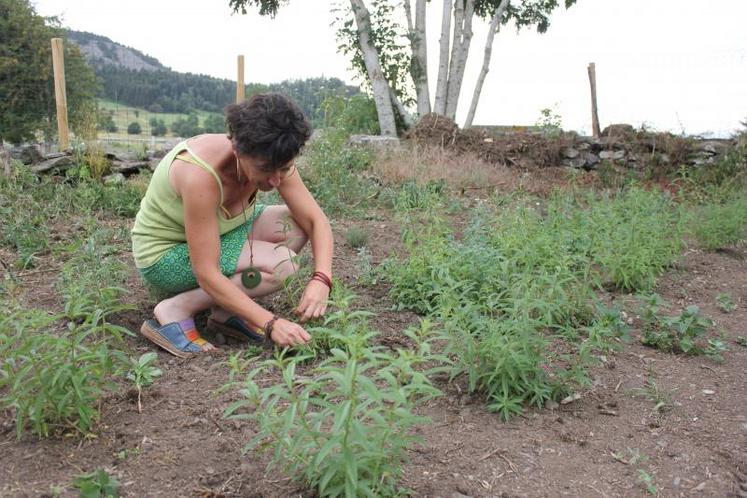 Si Marie-France Dabert cultive quelques aromatiques, elle parcourt aussi la campagne sur le secteur du Mézenc pour cueillir ses plantes sauvages.