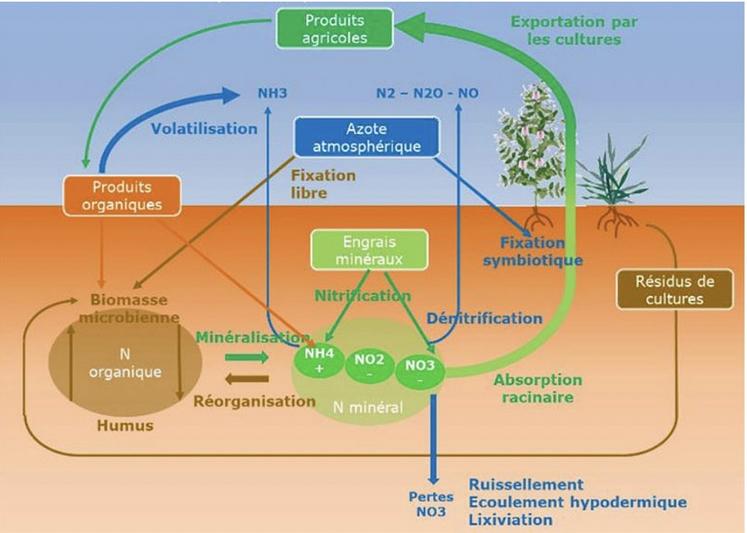 Sol, L'azote : un élément important pour la plante