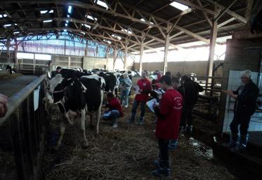 Pour juger un animal, il faut, outre une bonne connaissance de la race, de la patience et de la concentration.