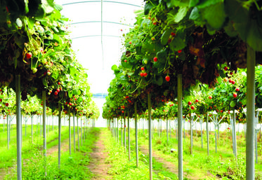 En 2022, plus de 650 tonnes de fraises sont issues d'une production en "jardin suspendu".