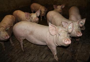 Depuis la fermeture du MPB, les prix du porc ont baissé de plus de 20 centimes d’€.