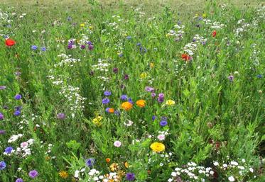 Les chercheurs de l'Inra intègrent la biodiversité comme élément central de la vie des écosystèmes.
