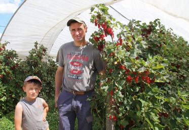 Denis Chometon avec son fils dans les parcelles de groseilles en pleine production.