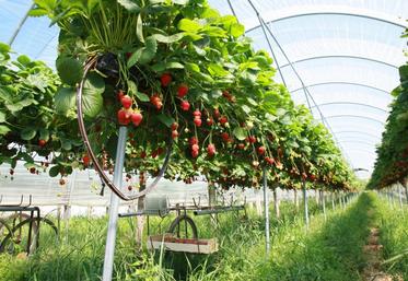 1 million de plants de fraisiers se plantent en ce moment dans la zone de production du GIE.