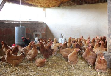 Poulets en intérieur