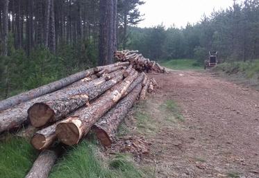 L’office national des forêts a décidé de généraliser en 2020 la vente de bois en ligne.