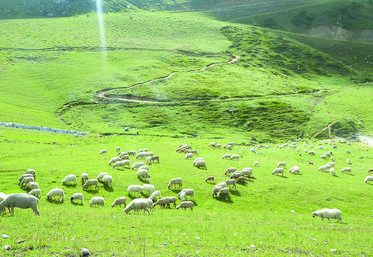 Un troupeau de mouton en pâture dans un champs.