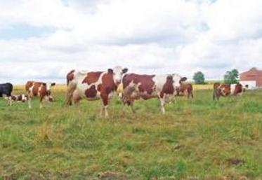 Les éleveurs de Haute-Loire dont le revenu est déjà grevé par les hausses de charges, n'accepteront pas des baisses du prix du lait.