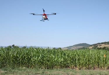 à Siaugues, le drone vole 3 mètres au dessus du maïs pour larguer les graines de couverts végétaux.