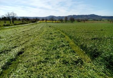 Ma question du jour : comment récolter un ensilage d’herbe à 35 % de MS ou un enrubannage à 50% de MS  en 48 heures après la fauche ?