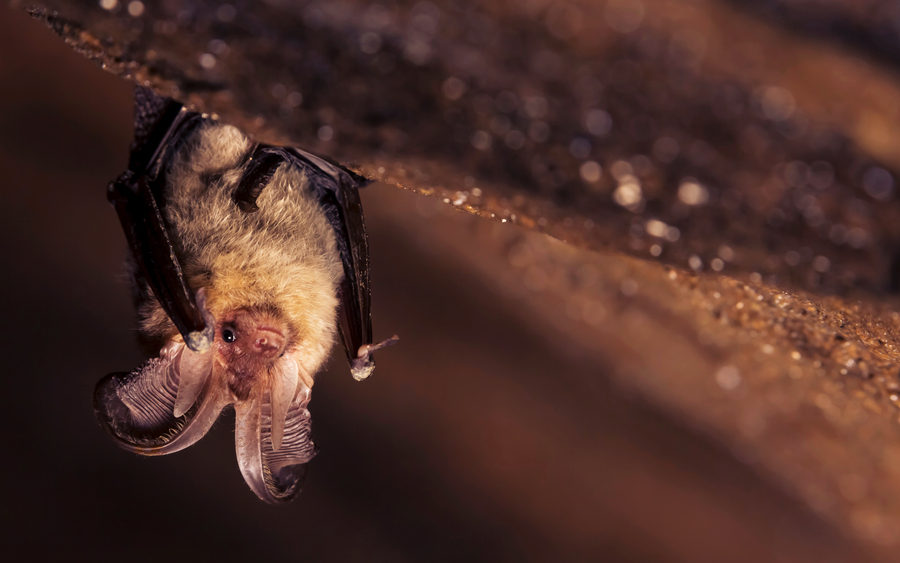Des dizaines de chauves-souris Roussettes noires recensées à La Réunion