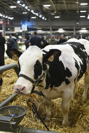 À 17 mois, Topaze était la plus vieille des cinq vaches de sa catégorie. Elle pèse 440 kg.