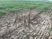 Lundi 14 avril, au Thillay (Val-d'Oise). Les traces se multiplient sur les parcelles de Laurent Chatelain.