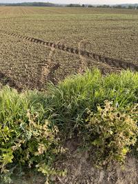 Lundi 14 avril, au Thillay (Val-d'Oise). Les traces se multiplient sur les parcelles de Laurent Chatelain.