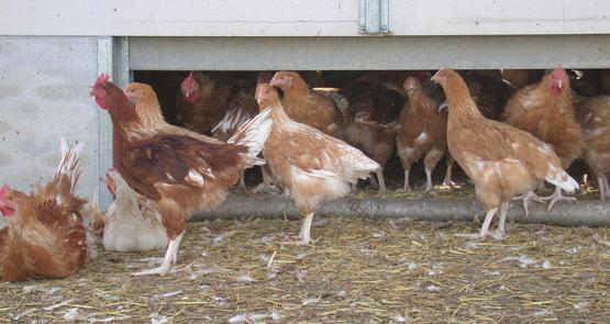 Les marchés publics régissant l'approvisionnement en volailles de la plateforme de restauration collective de Provins sont publiés.