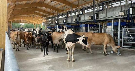 La Ferme de la Tremblaye, dans les Yvelines, dispose de six robots pour traire 220 vaches laitières deux fois par jour.