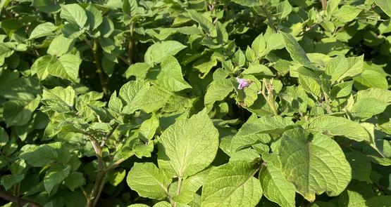 Champ de pommes de terre en fleur.
