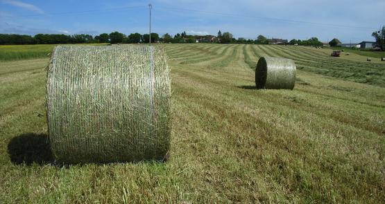 Pour être bien conservé, le foin doit comporter 85 % de matière sèche.