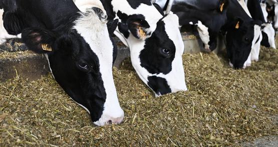 À Châteaubleau (Seine-et-Marne), l'élevage des Grands jardins est en AOP Brie de Meaux et de Melun. L'autonomie alimentaire occupe une grande place dans le cahier des charges. 