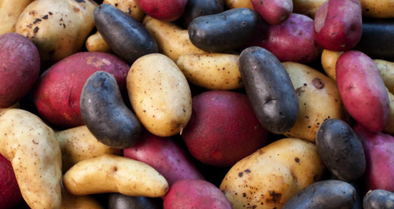 Nouvelles variétés, transformabilité, innovation génomique…, la création variétale doit aussi jongler avec les exigences industrielles et les attentes des consommateurs.