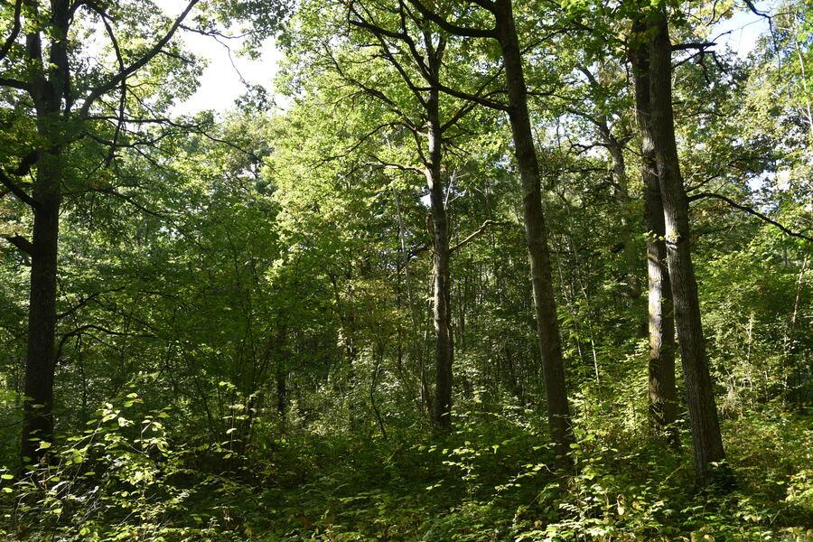 Une stratégie régionale pour la filière de la forêt et du bois