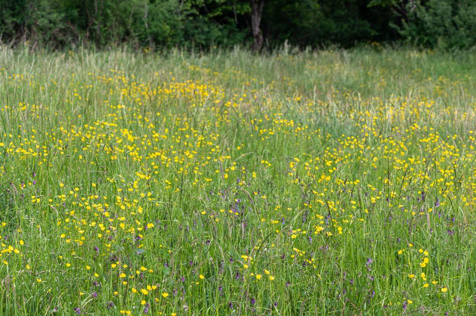 Telepac les jachères ne doivent pas passer en prairies permanentes