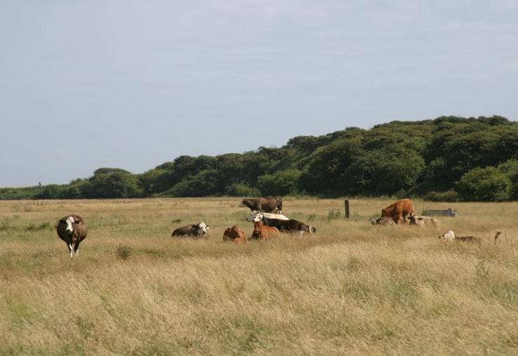 Elevage bovin dans un pâturage au sud-est de l'Angleterre.
