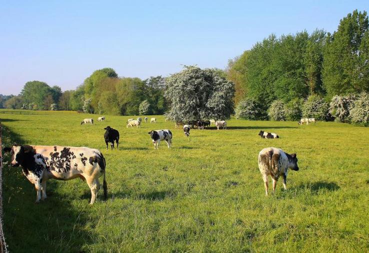 Elevage de bovins laitiers au pâturage.