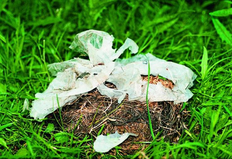 Sac biodégradable pour la collecte des déchets verts. Voici l'état de la matière plastique au 28e jour de dégradation.