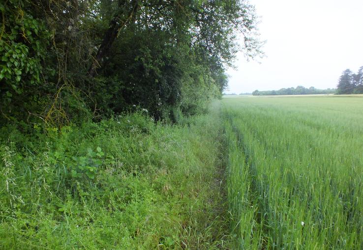 Ecobordure permet de diagnostiquer les bordures de champs et de proposer des conseils de gestion adaptés à leur état.
