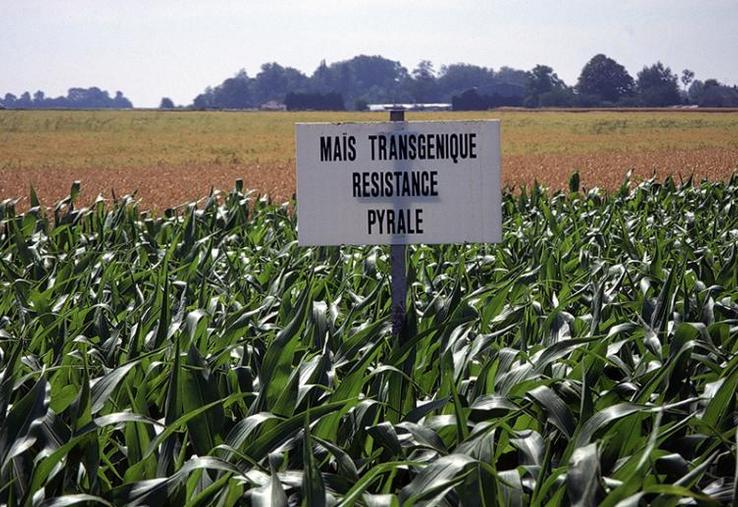 Cultures de maïs transgénique.