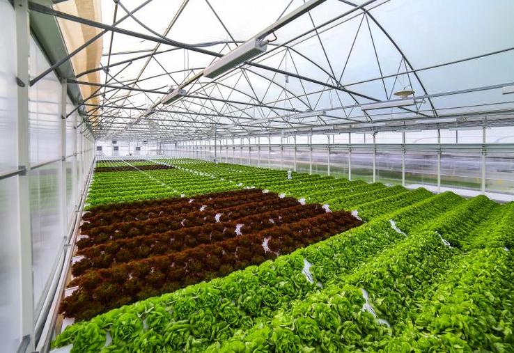 Les salades cultivées en aéroponie arrivent à maturité au bout de six semaines. C’est un peu moins qu’en culture de plein champ.