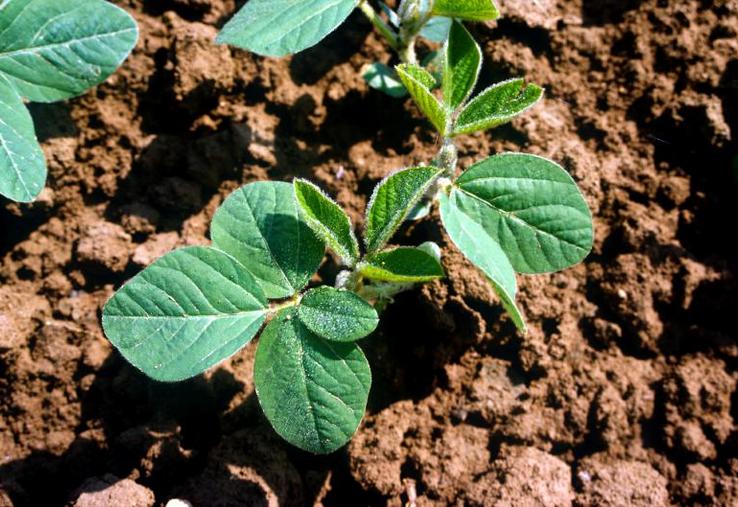 Cultures de soja transgénique.