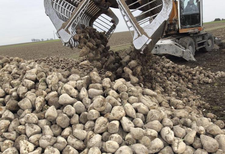 Récolte de betterave sucrière afin de la transformer en éthanol.