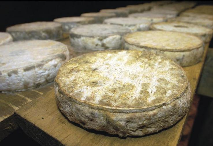 Fromages au lait de vache.