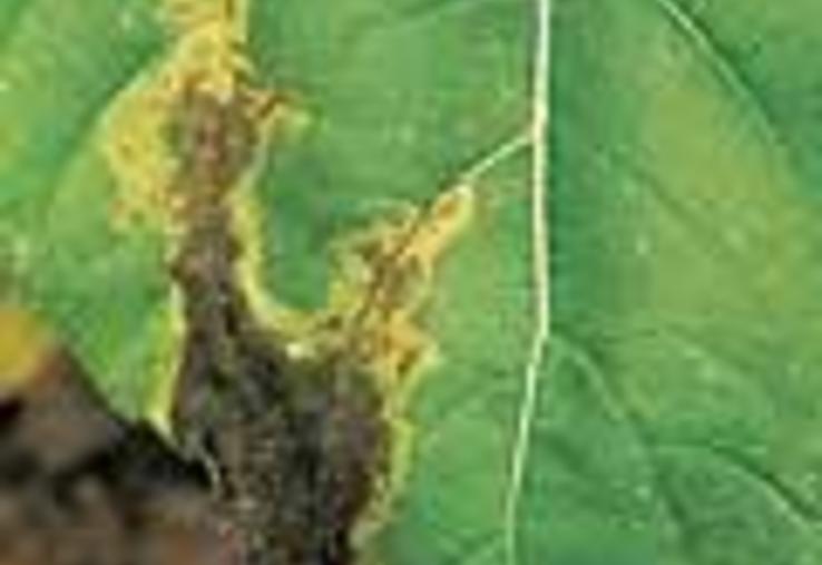 Produits de traitements contre le phomopsis et le phoma (feuille, tige).