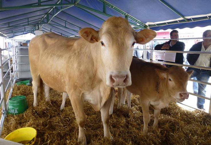 Des démonstrations de traite des vaches et de tonte de moutons ont rythmé ces deux jours de foire.