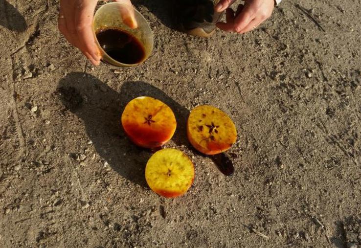 On observe la régression de l’amidon.