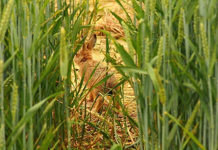 Lapin de garenne dans une culture