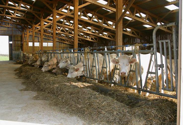 Le mode de distribution, un élément clé dans le rationnement.