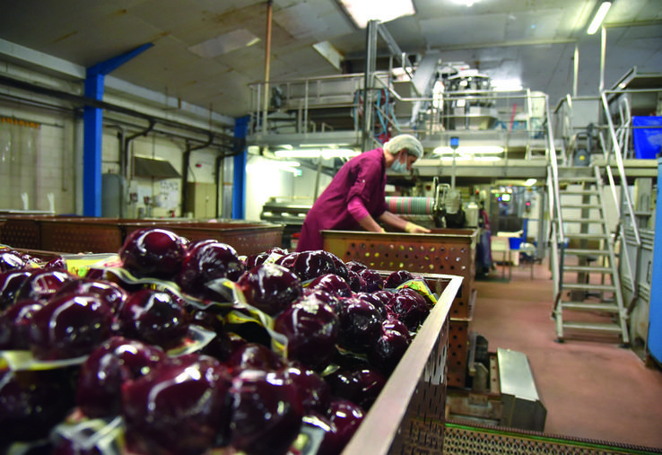 La rédaction du Loiret agricole et rural a pu visiter l'entreprise Baby-Kultive où la betterave rouge est cultivée et transformée.