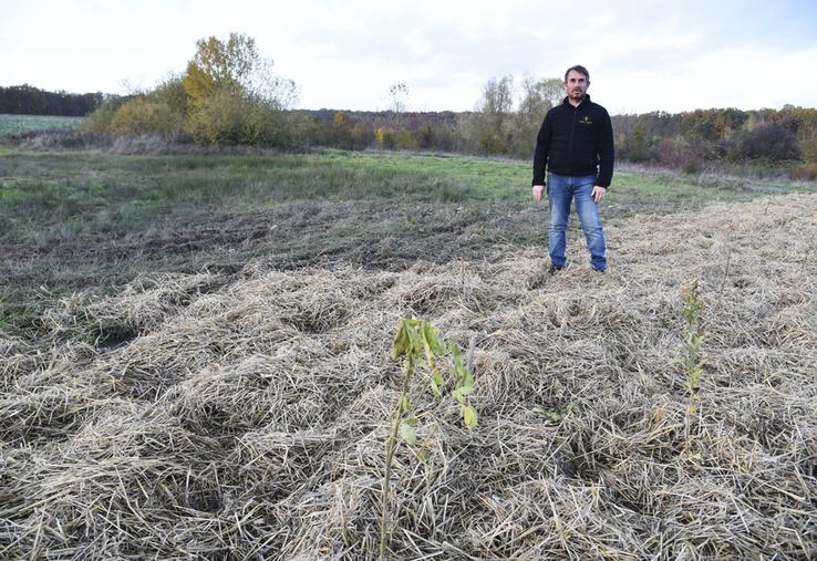 Saint-Ange-le-Vieil, vendredi 25 novembre. Sébastien Goiset devant le linéaire planté le jour de la Sainte-Catherine.