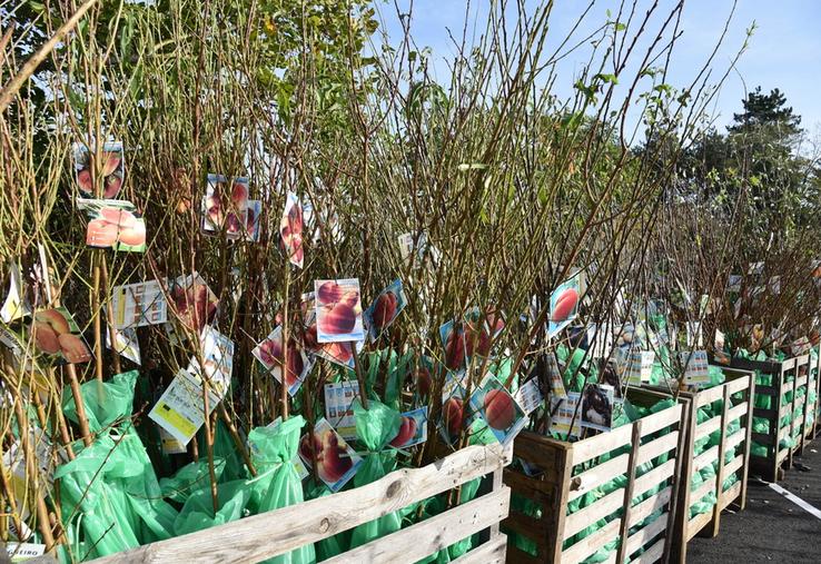 Avant de planter de nouveaux arbres, mieux vaut prendre connaissance de la réglementation.