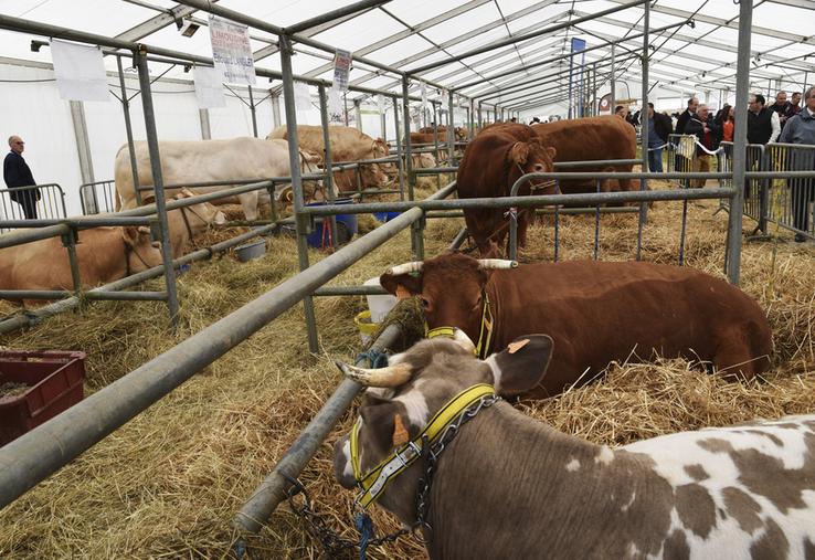 Coulommiers (Seine-et-Marne), vendredi 31 mars. Dès l'ouverture de la foire, les animaux de boucherie étaient exposés sous le chapiteau.