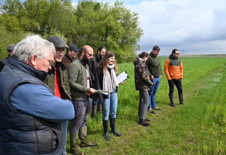 Mardi 25 avril, à Mer. Les Cultures intermédiaires à vocation énergétique (Cive) ont été passées au crible par une quinzaine d'agriculteurs.