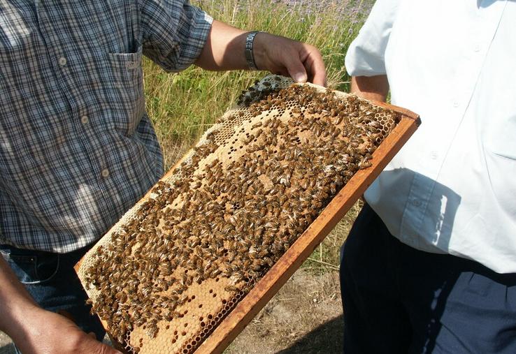 La miellée de colza est devenue la plus produite dans l'Hexagone. 